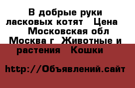 В добрые руки ласковых котят › Цена ­ 1 - Московская обл., Москва г. Животные и растения » Кошки   